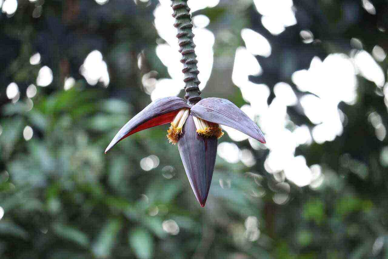 Banana Heart for Body Health