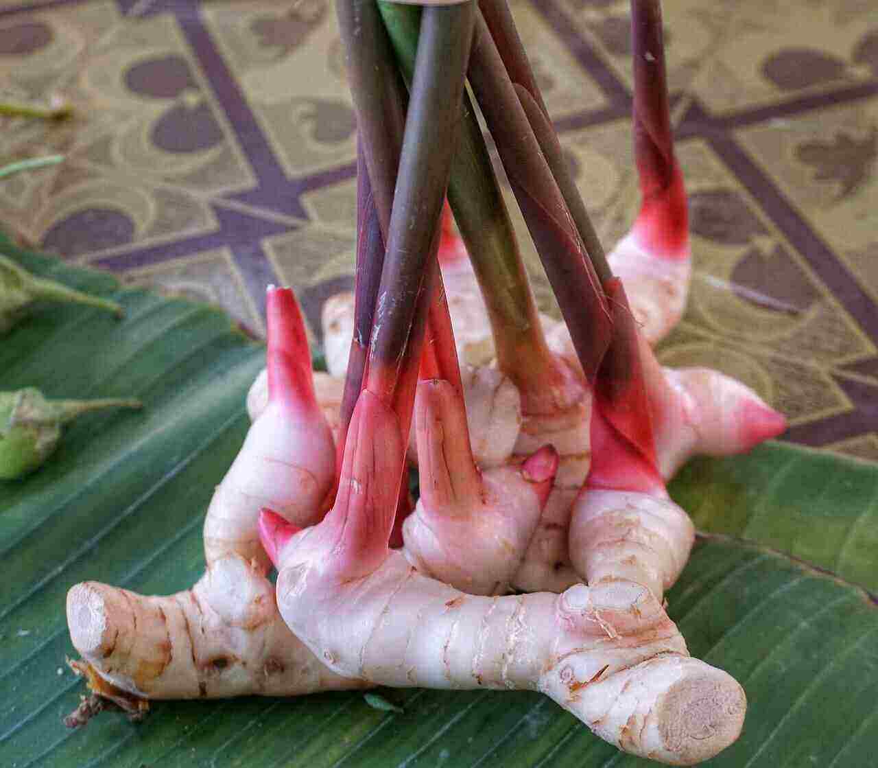 Traditional Health Benefits of Galangal