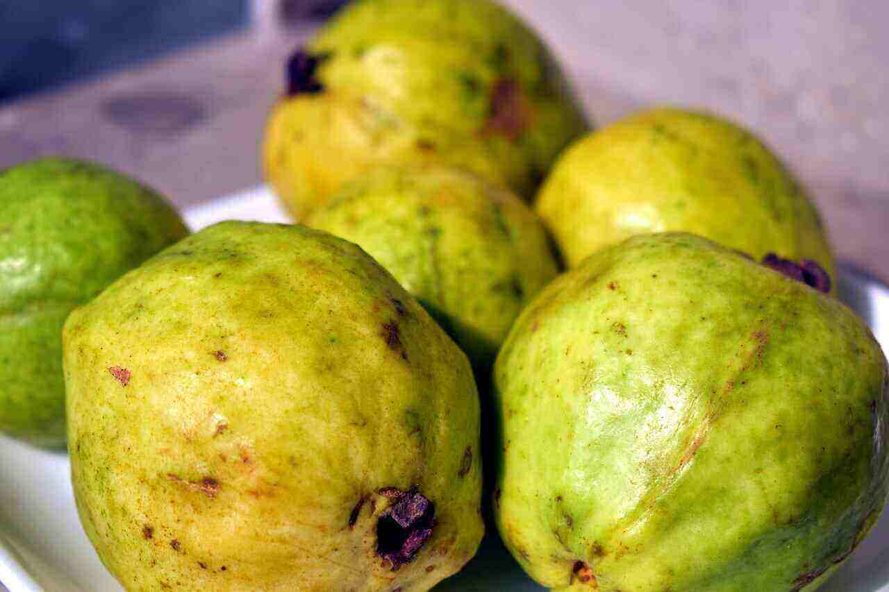 Guava’s Benefits for Curing Dengue Fever in the Body