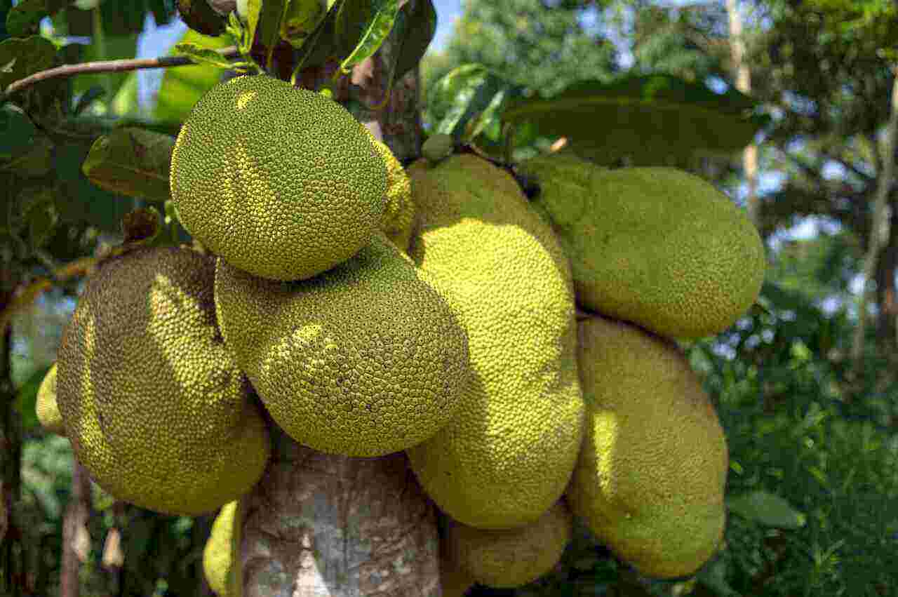 Jackfruit Benefits Many people don’t know