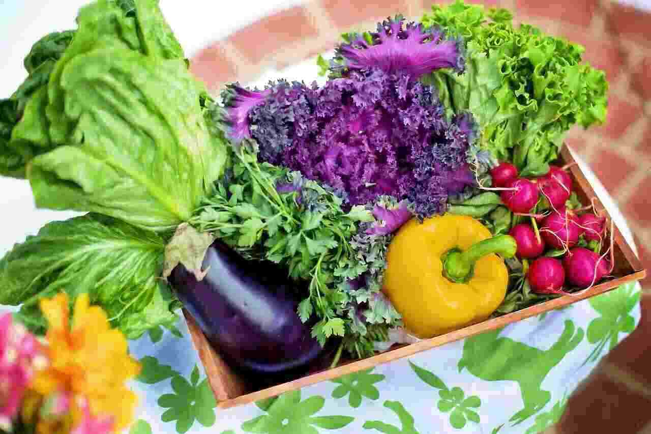Health Benefits of Pakcoy Vegetables
