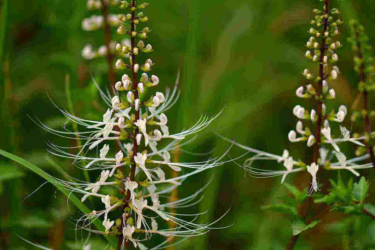 The Rarely Known Benefits Of Cat’s Whiskers Plant