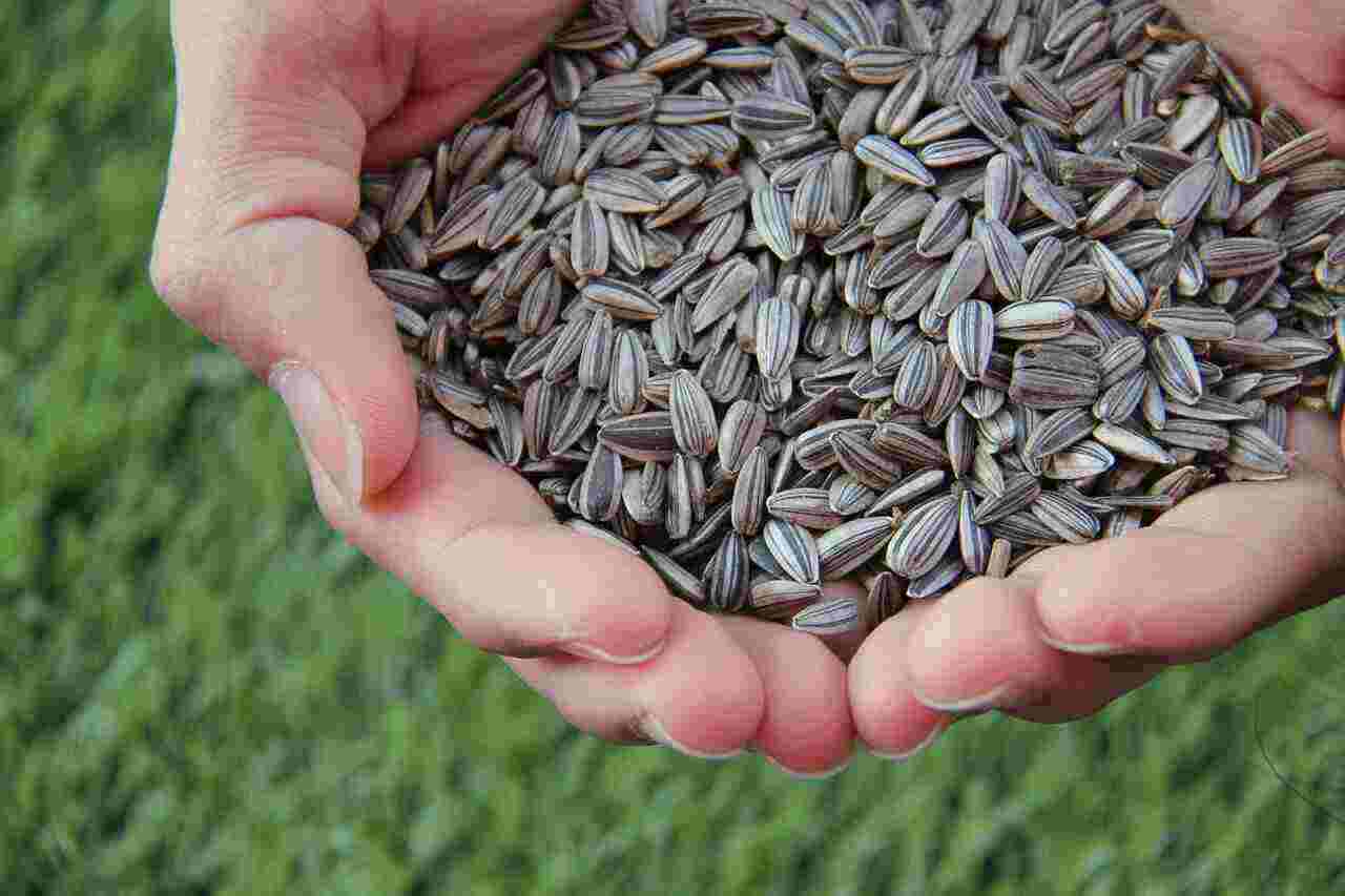 The Secret Health Benefits of Sunflower Seeds