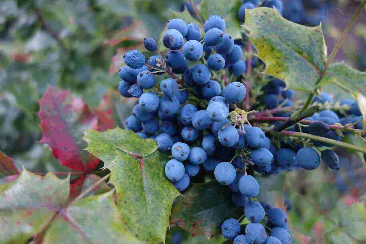 Hidden Health Benefits of Mahogany for Your Health