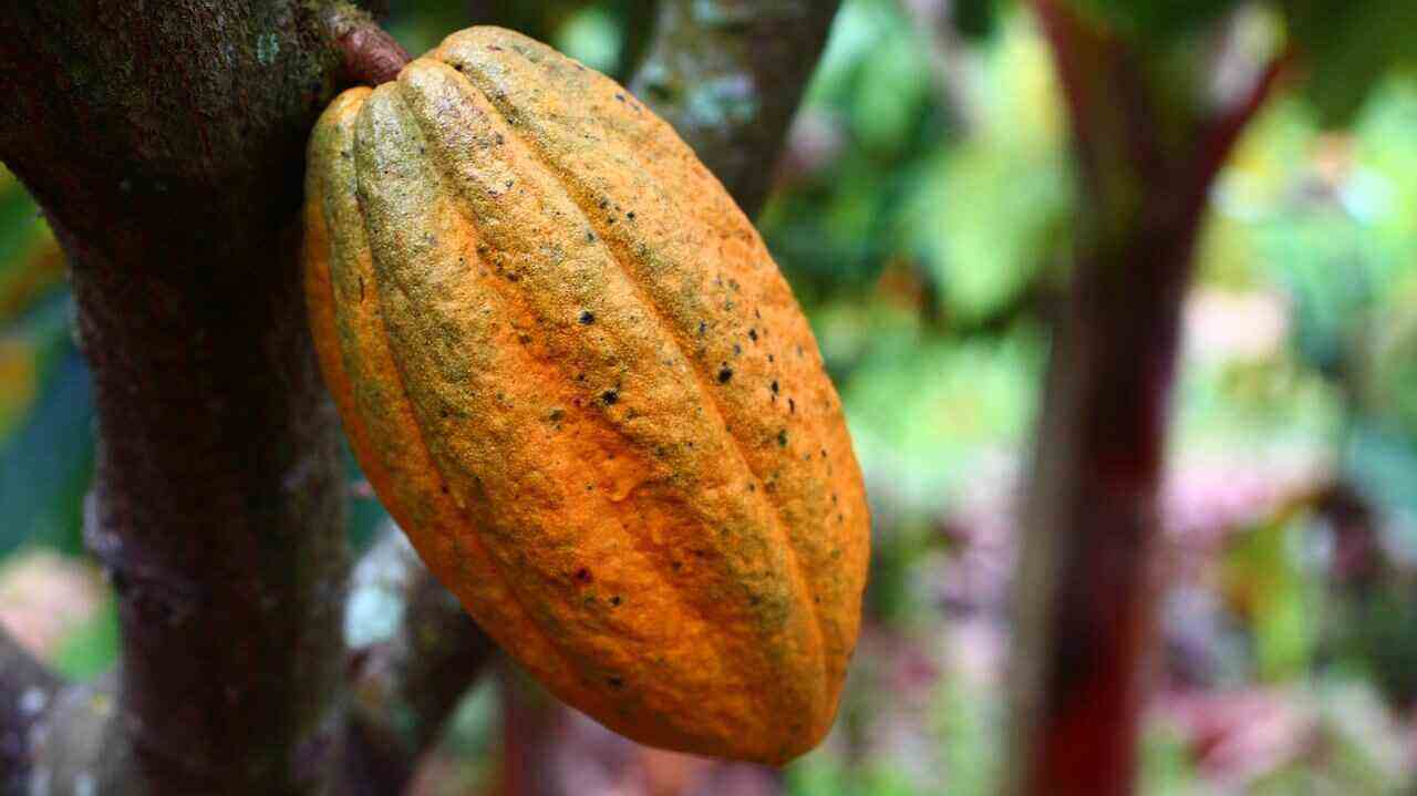 The Secret Behind the Health Advantages of Cocoa