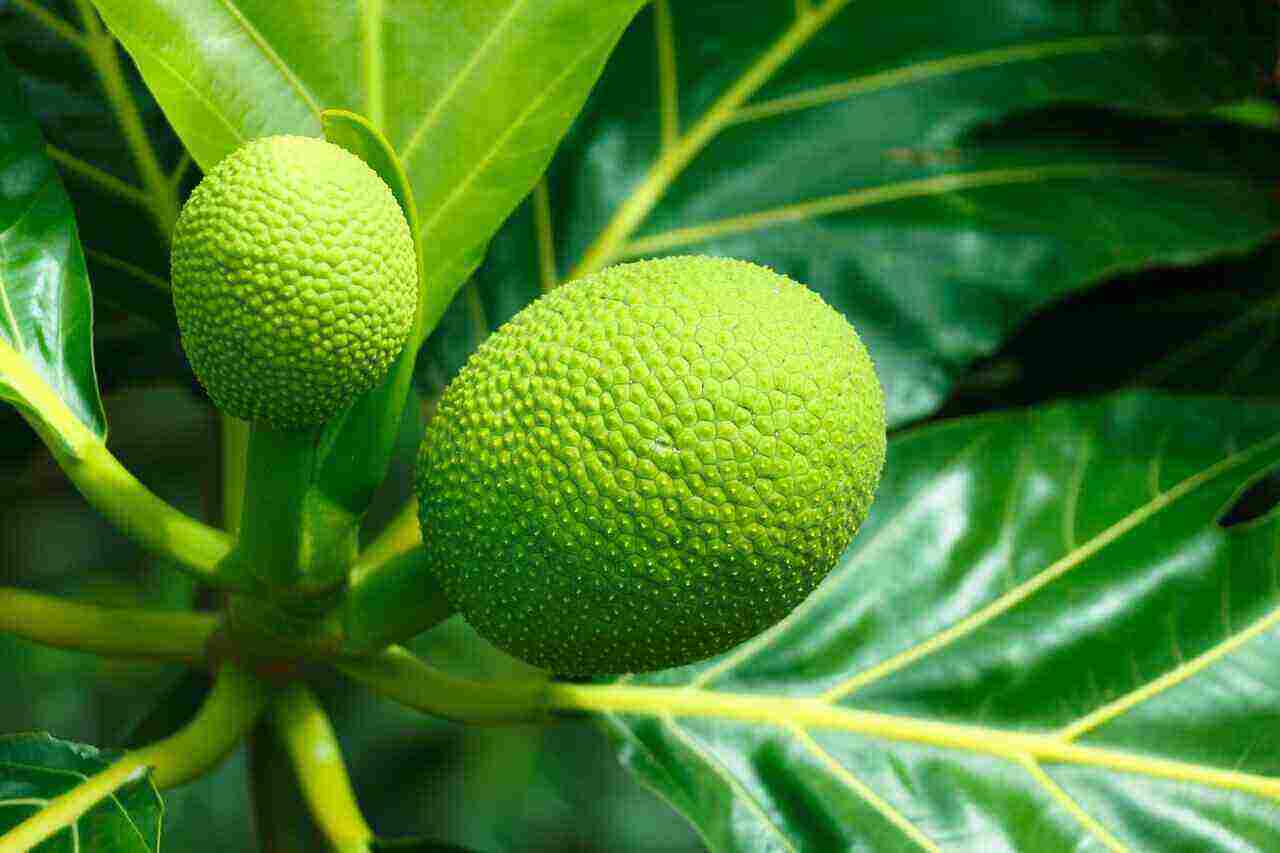 Daily Health Benefits of Breadfruit