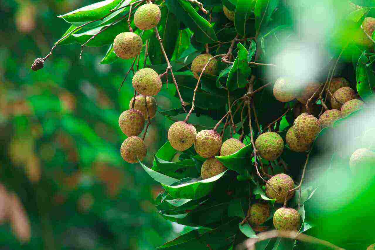 Longan Fruits for Young Mothers